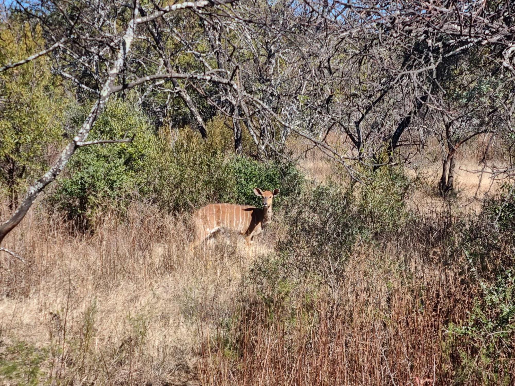 Kareekloof Game Farm Villa Derby Luaran gambar