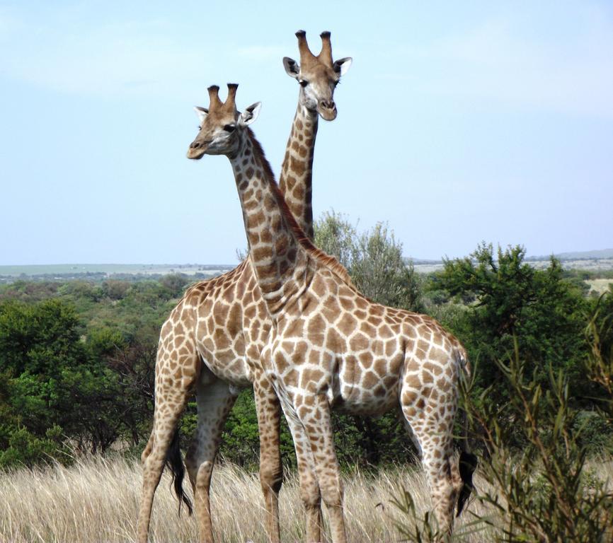 Kareekloof Game Farm Villa Derby Bilik gambar